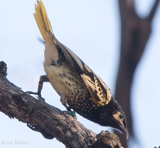 regent honeyeater 1 for update 8