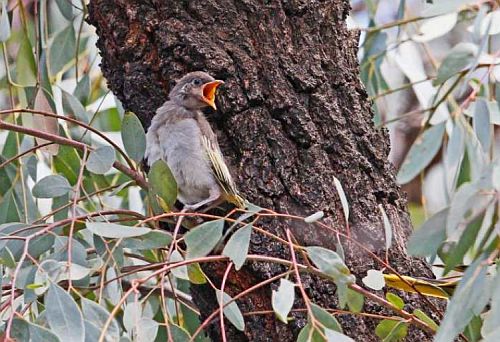 Regent Honeyeater fledgling Nov. 2017 Image: Neville Bartlett