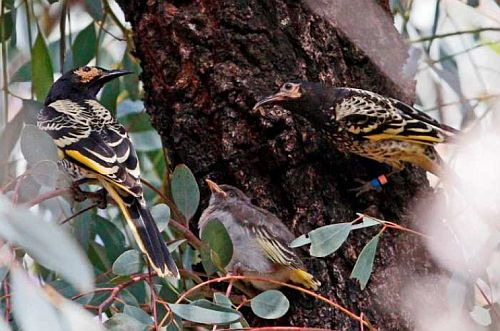 Regent Honeyeaters with fledgling Nov. 2017 Image: Neville Bartlett