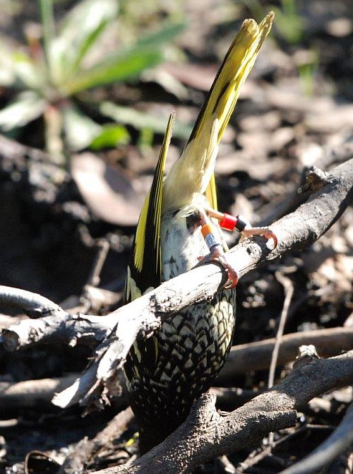 Regent Honeyeater at water point showing leg bands Image Greg Hardam