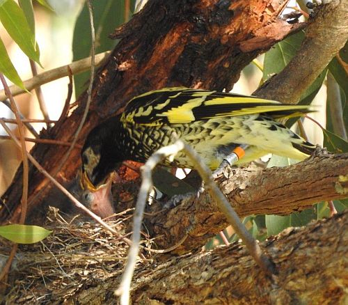 October 26 2017 Regent Honeyeater feeding chick at nest - Glen Johnson