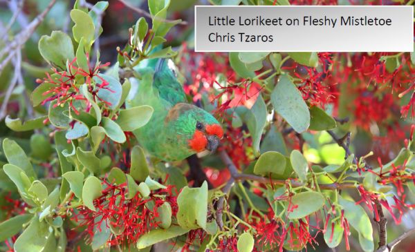 Little Lorikeet C Tzaros