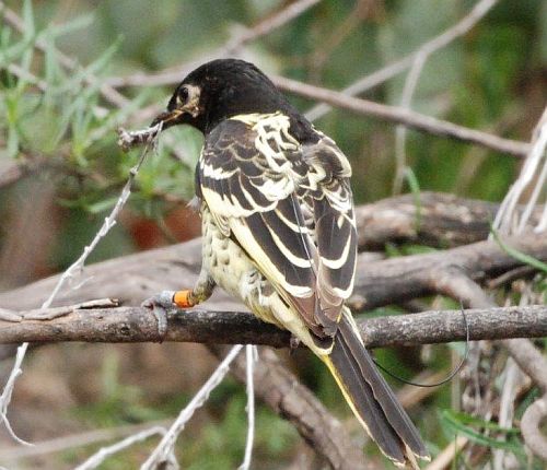 regent collecting twig for nesting