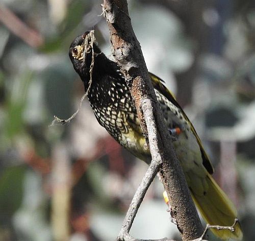 regent with spider web nest material