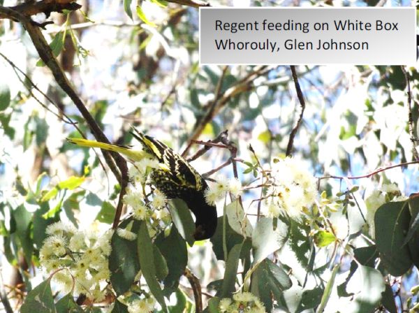 Regent Honeyeater feeding in White Box September 2018 Glen Johnson