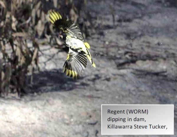 Regent Honeyeater flying over dam Sept. 2018  Source Steve Tucker