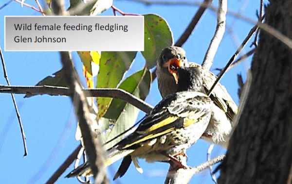 Regent Honeyeater update 29 Image: Glen Johnson