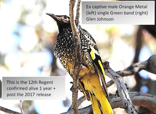 Regent Honeyeater update 29