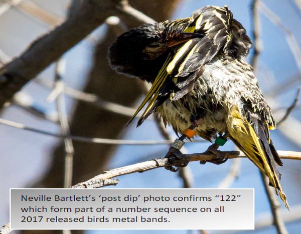 update 30 Regent Honeyeater project