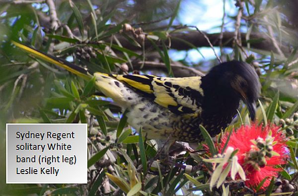 Regent Honeyeater update 33