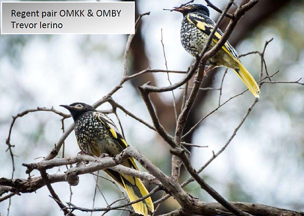 Regent Honeyeater pair August 2019