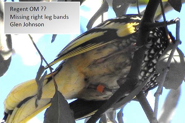 Regent Honeyeater update 35