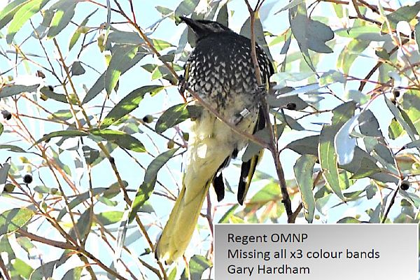 Regent Honeyeater update 36