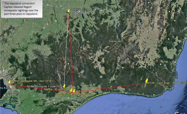 Regent Honeyeater movement 2018 to 2020 Image: Regent update 37