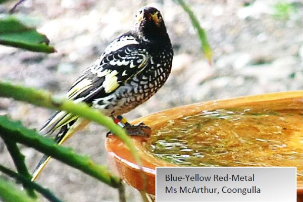 Regent Honeyeater update 37 Image: Ms McArthur