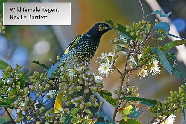 Regent Honeyeater update 38 Wild female; Image: Neville Bartlett