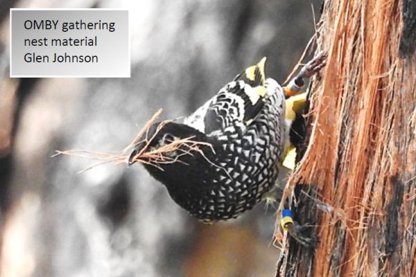 update 39 female regent honeyeater gathering nesting material. Image Glen Johnson