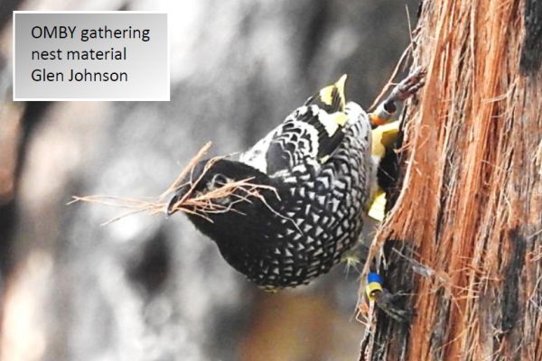 Regent Honeyeater collecting nesting material