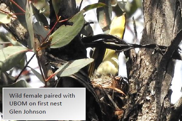 Regent Honeyeater update 39 Image: Glen Johnsont