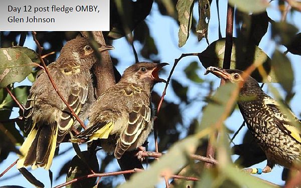 Regent Honeyeater update No. 40
