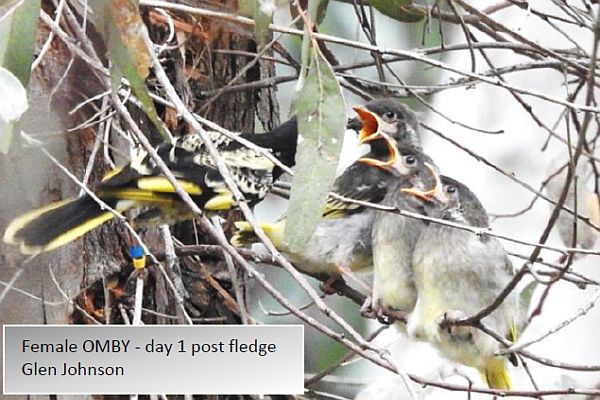 Regent Honeyeater update  No. 40