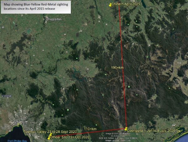 Regent Honeyeater update 40t