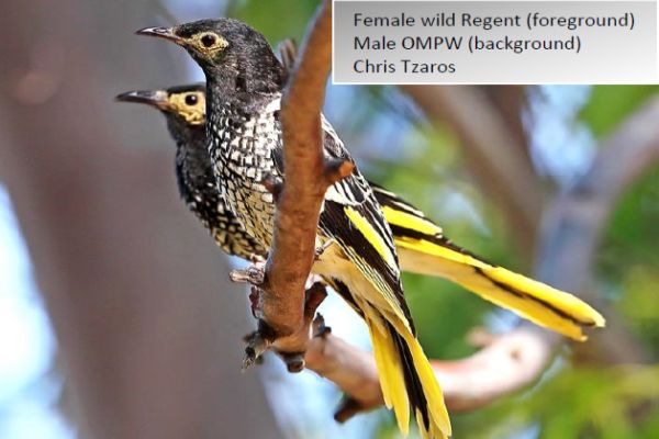 Regent Honeyeater update 41 Image Chris Tzaros