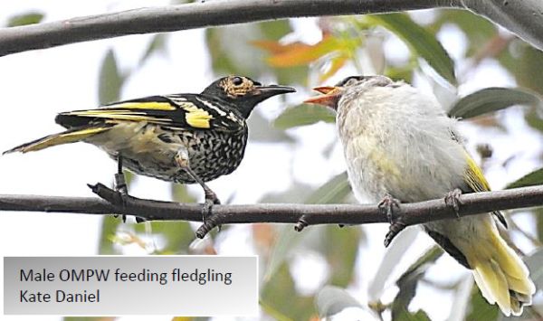 Regent Honeyeater update 41 Image Kate Daniel.