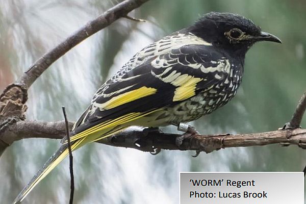 Regent Honeyeater Lucas Brook Update 43