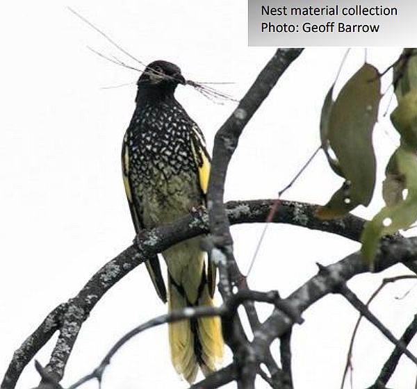 Regent Honeyeater collecting nesting material Geoff Barrow Update 44