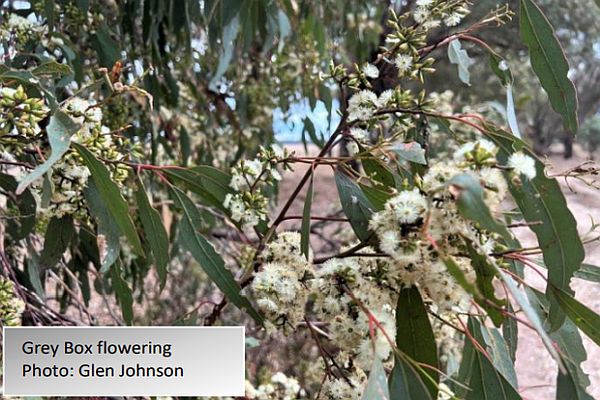 Grey Box flowering Image: Glen Johnson Update 44