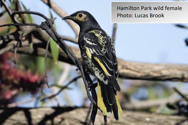 wild female nesting at Hamilton park Image Lucas Brook Update 44