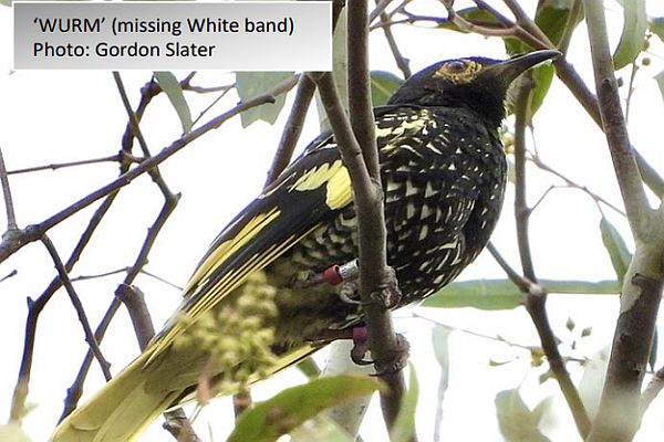 Regent Honeyeater Image: Gordon Slater