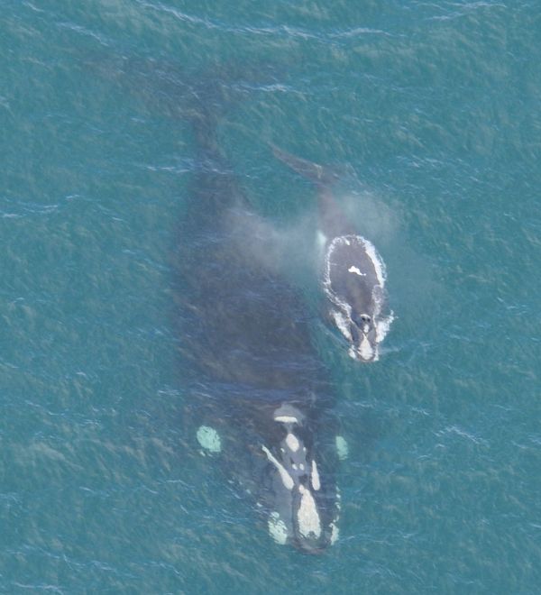 Southern Right Whale; Source: Mandy Watson, DELWP