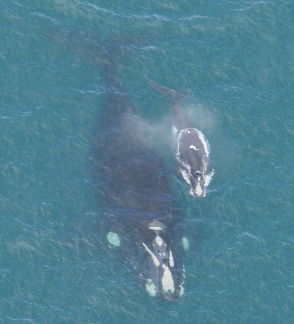 Southern Right Whale Image: Mandy Watson SRW monitoring project