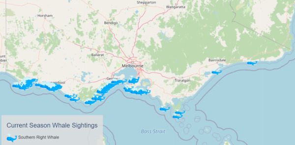 Southern Right Whale interactive map