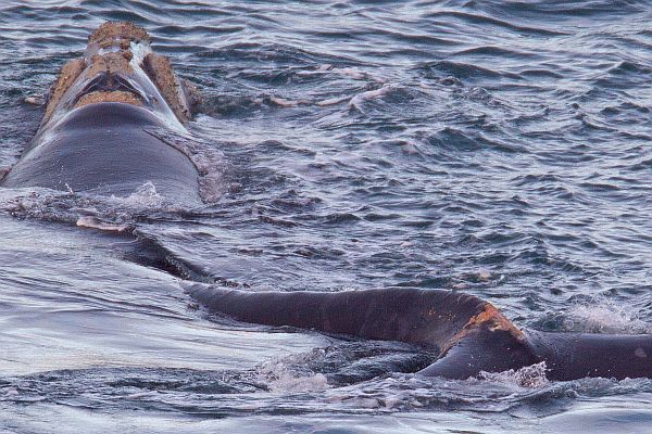 Southern Right Whale named Tangles. Image Bob McPherson.