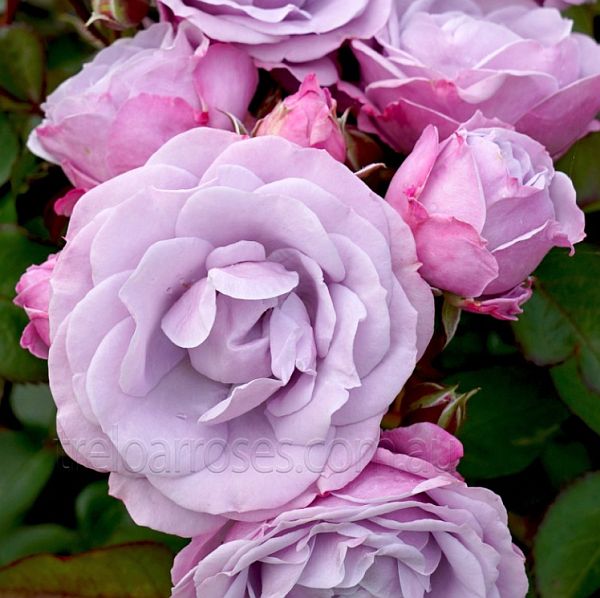 Treloar Roses new rose named Tangles