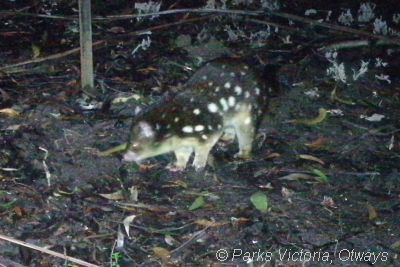 spot tailed quoll project