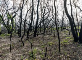 weed management after fire