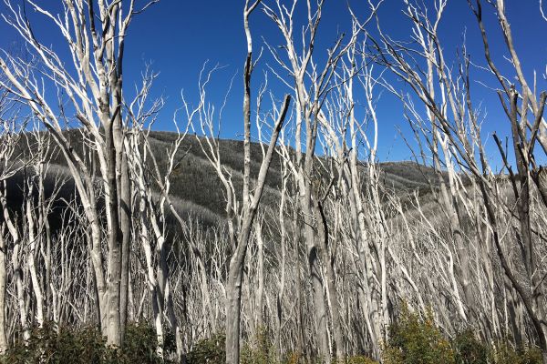 Regeneration near Falls Creek Image: Kate Blood