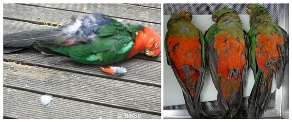 king parrots beak and feather disease WHV