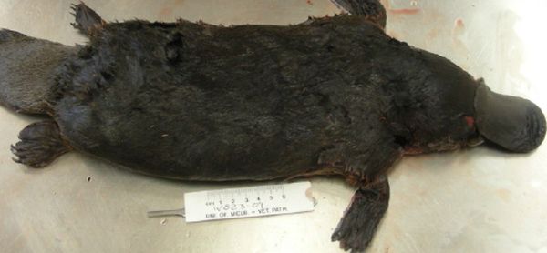 Platypus dead. Wildlife Health Victoria