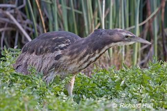 Australasian Bittern