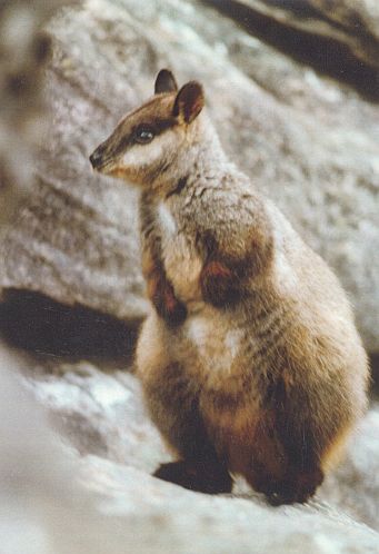 Brush-tailed Rock-wallaby Photo taken by Raz Martin in the Grampians 1999