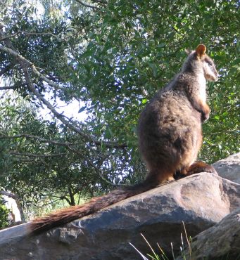 Brush-tailed Rock-wallaby