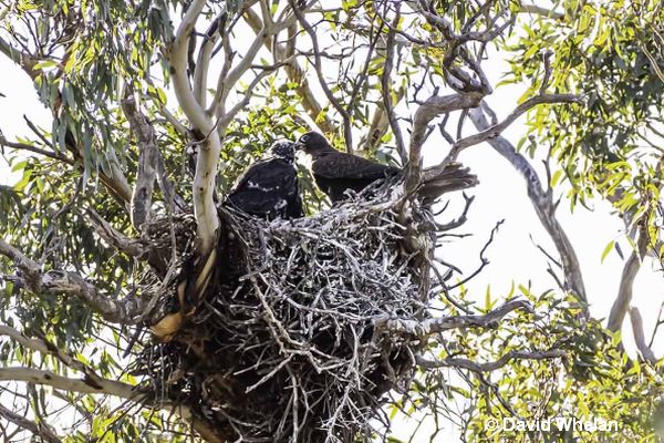 Black falcon