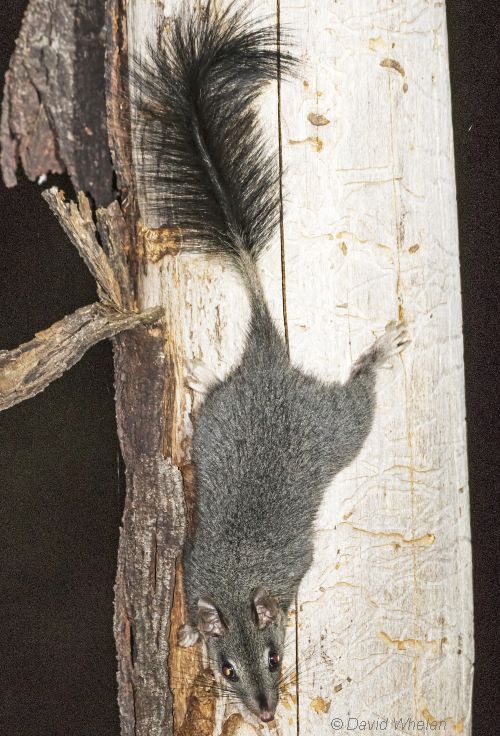 Brush-tailed Phascogale Image: David Whelan