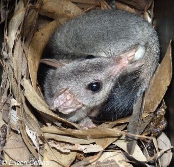 Brush-tailed Phascogale in nest box. Source: Eileen Collins