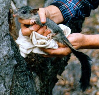 Brush-tailed Phascogales are monitored to assess their condition and released back into the wild. Source: Andrew Arnold